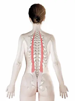 Graphic Prints: Iliocostalis muscle, computer illustration