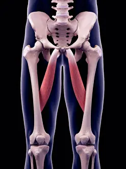 System Prints: Illustration of the adductor longus muscles