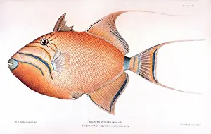 Fish Prints: illustration of an Balistes vetula Linnaeus from The Fishes of Porto Rico