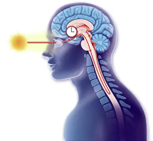Lighted Prints: Illustration of the body clock