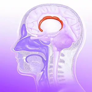 Computer Generated Imagery Prints: Illustration of the cingulate gyrus of the human brain
