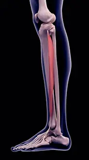 Graphic Prints: Illustration of the extensor digitorum longus muscle
