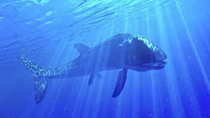 Dinosaur Prints: Illustration of a Leedsichthys
