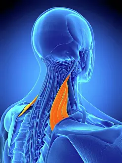 Graphic Prints: Illustration of the levator scapularis muscle