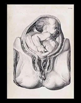 Anatomy Prints: Illustration from A sett of anatomical tables