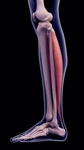 Graphic Prints: Illustration of the soleus muscle