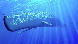 Computer Generated Imagery Prints: Illustration of a sperm whale