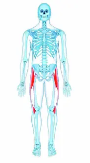 System Prints: Illustration of the tensor fascia lata muscles