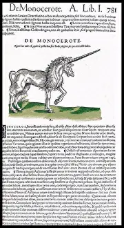 Anatomical Prints: Illustration of a Unicorn