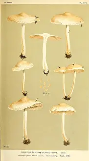 Broad Prints: Illustrations of British Fungi (Hymenomycetes)