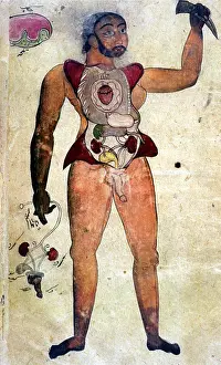 Anatomy Prints: Illustrations, in ink and opaque watercolours