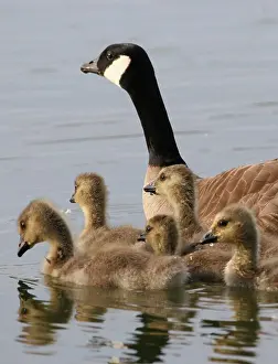 Geese Prints: This image was taken at Cheney Lake