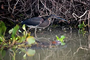 Northern Pantanal Prints: Immature Chestnut-Bellied heron (Agamia agami) stalking the margins of the Pixiam River