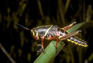Arthropod Prints: Immature Southeastern Lubber Grasshopper, Loxahatchee WR, Florida (Romalea microptera)
