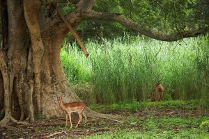 Impala Prints: Impala Aepyceros malampus} beneath a Sycamore Fig (Ficus sycomorus)