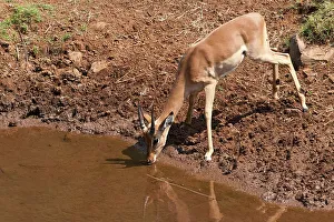 Impala Aepyceros malampus} drinking in the Luvuvhu River at Pafuri
