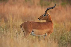 Impala Aepyceros malampus}. Hluhluwe iMfolozi Park