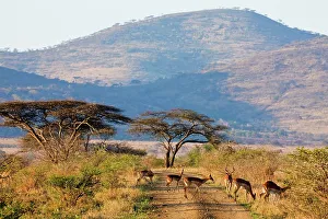 Imfolozi Prints: Impala Aepyceros malampus}. Hluhluwe iMfolozi Park