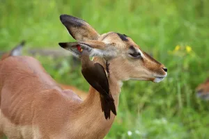 Impala Prints: Impala Aepyceros malampus} juvenile with Redbilled Oxpecker (Buphagus erythrorhynchus)