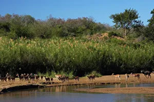 Impala Prints: Impala Aepyceros malampus} and Nyala (Tragelaphus angazii) herds