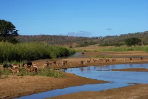 Impala Prints: Impala Aepyceros malampus} and Nyala (Tragelaphus angazii) herds
