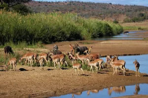 Impala Prints: Impala Aepyceros malampus} and Nyala (Tragelaphus angazii) herds