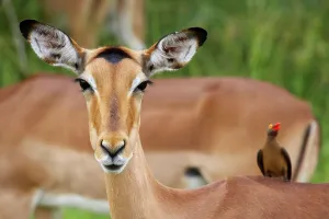 Impala Prints: Impala Aepyceros malampus} with Redbilled Oxpecker (Buphagus erythrorhynchus)