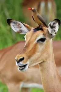 Impala Prints: Impala Aepyceros malampus} with Redbilled Oxpecker (Buphagus erythrorhynchus)
