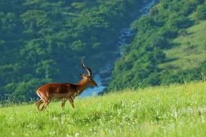 Midlands Meander Prints: Impala Aepyceros malampus}. Umgeni Valley Nature Reserve