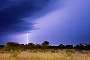 Lion Book Prints: Impala (Aepyceros melampus) herd in veld with a lightning strike during a thunder storm