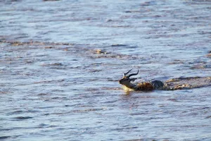 Impala Prints: Impala (Aepyceros melampus melampus) crossing Shashe River