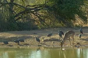 Impala Prints: Impala (Aepyceros melampus melampus) drinking with Helmeted Guineafowl (Numida Meleagris) in background
