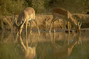 Impala Prints: Impala (Aepyceros melampus melampus) drinking at waterhole