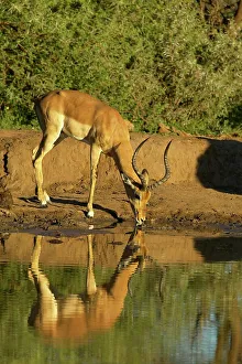 Impala Prints: Impala (Aepyceros melampus melampus) drinking at waterhole