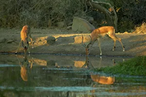 Impala Prints: Impala (Aepyceros melampus melampus) drinking at waterhole