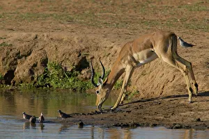 Impala Prints: Impala (Aepyceros melampus melampus) drinking at waterhole