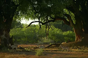 Impala Prints: Impala (Aepyceros melampus melampus) herd beneath a Nyala Tree or Mashatu tree (Xanthocercis zambeziaca)