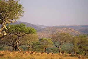 Impala. Aepyceros melampus. With Ubombo Mountains in backround
