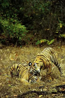 Parks Prints: India, Bandhavgarh National Park, Bengal Tiger Cubs (10 Months Old), Playing
