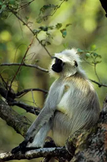 Parks Prints: India, Bandhavgarh National Park, Black-Faced Langur Monkey