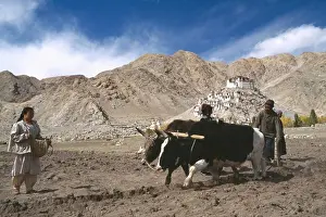 Bharat Prints: India, Ladakh, Ploughing With Pair Of Dzo