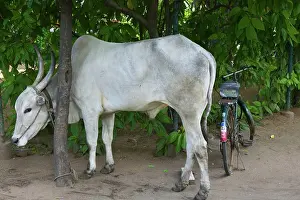 Stunt Prints: INDIA, Tamil Nadu, Chennai: AVM Film Studios, Stunt Sacred Cow