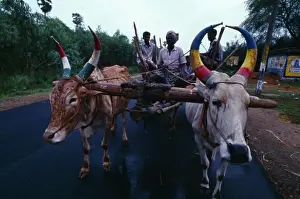 Cattle Prints: India, Tamil Nadu, Transport, Pair Of Oxen With Painted Horns Pulling Wooden Cart