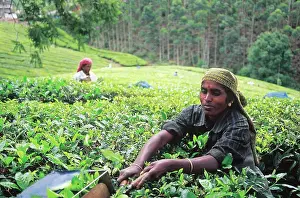 Bengal Prints: India, West Bengal, Darjeeling. Tea Garden Workers