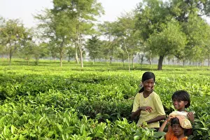 Pickers Prints: India Young girl helping to pick tea in the tea plantations of Darjeeling