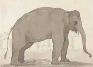 Laid Paper Prints: Indian Elephant Lucknow September 1 1789 William Daniell