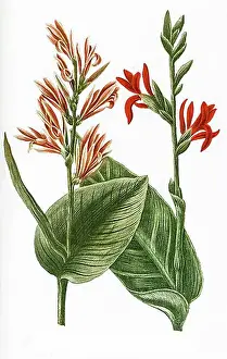 Story Prints: Indian flower cane, also edible canna