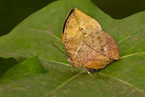 Profile Prints: Indian Leafwing Butterfly (Kallima paralekta)