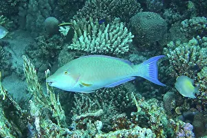 North Africa Prints: Indian longnose parrotfish (Hipposcarus harid)