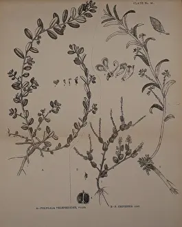1918 Prints: Indian medicinal plants, Bahadurganj